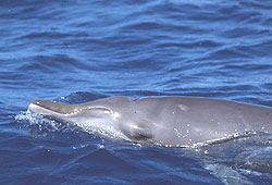 Blainville's beaked whale